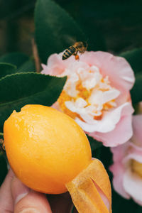 Close-up of hand holding orange flower