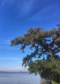 Tree by sea against clear blue sky