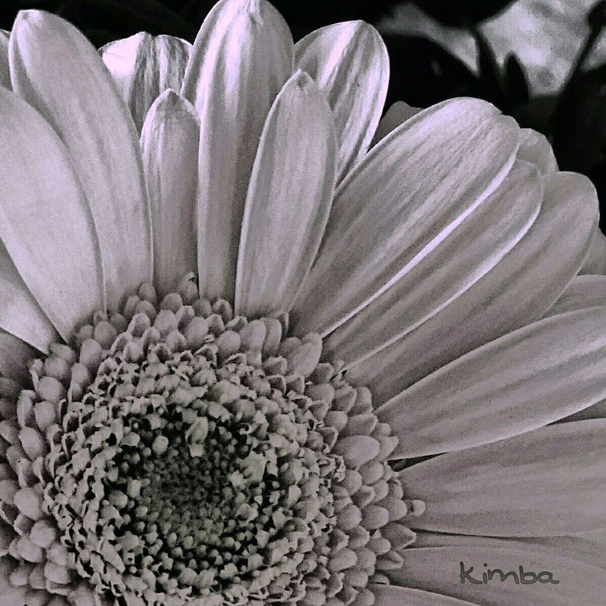 CLOSE-UP OF FLOWERS BLOOMING