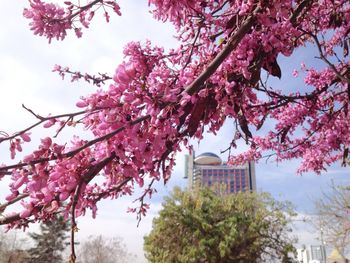 Low angle view of pink flowering tree against sky