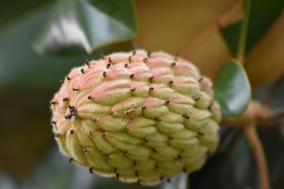 Close-up of fresh green flower against blurred background