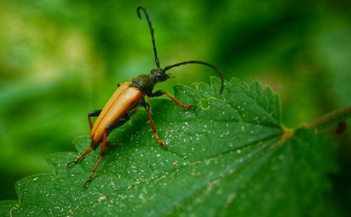 Close-up of insect on leaf