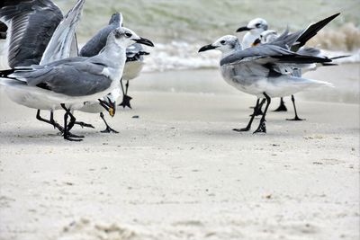 Birds on shore at beach