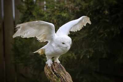 Owl with spread wings perching on tree