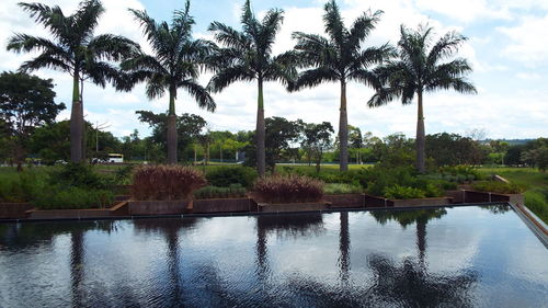 Scenic view of palm trees against sky