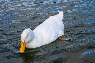 Large white pekin peking aylesbury american heavy single white duck water fowl low level close up 