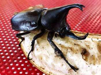 High angle view of black horse in plate on table