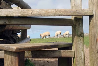 Horses grazing against sky