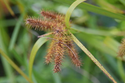 Close-up of plant