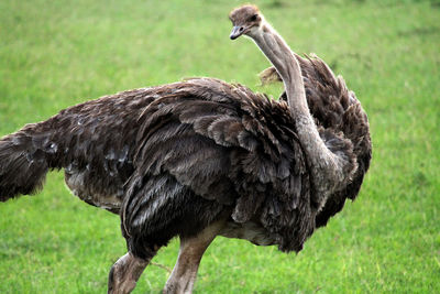 Close-up of duck on field