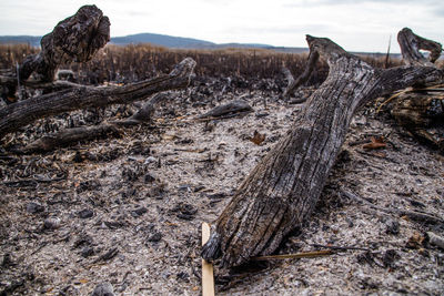 Close-up of driftwood on tree trunk