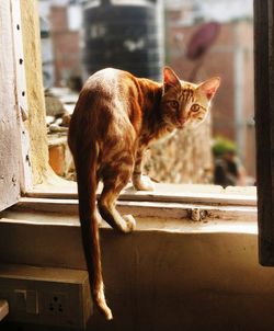 Cat sitting on floor