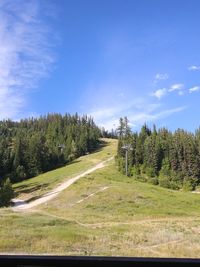 Road by trees in forest against blue sky