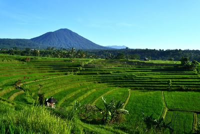 Scenic view of agricultural field against sky. jatiluwih rice terrace, tabanan, bali indonesia