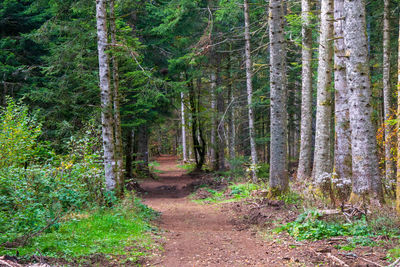 Pine trees in forest