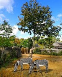 View of a horse in zoo