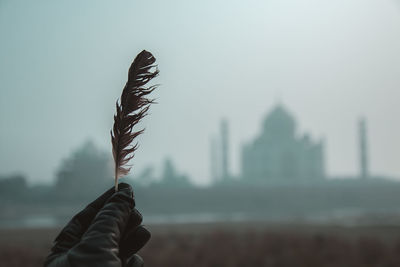 Person holding plant against sky