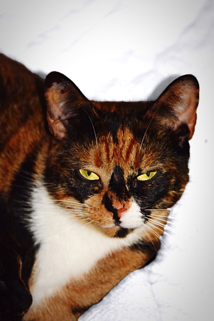 domestic cat, pets, domestic animals, cat, mammal, animal themes, one animal, feline, whisker, relaxation, close-up, portrait, indoors, looking at camera, animal head, alertness, lying down, resting, no people