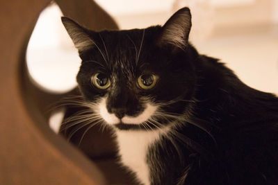 Close-up portrait of cat sitting