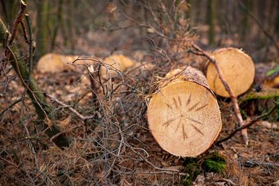 Close-up of dry autumn leaf on field