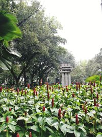 Close-up of plants against sky