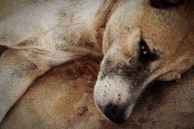 Portrait of dog lying on street