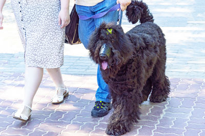 Low section of woman with dog standing on floor