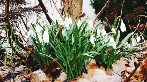 Close-up of plants