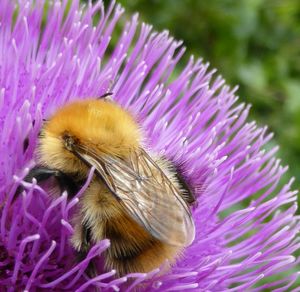 Close-up of insect on flower