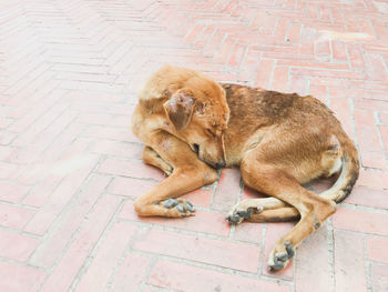 Dog sleeping on cobblestone street