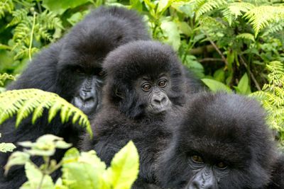 Close-up portrait of monkey in forest