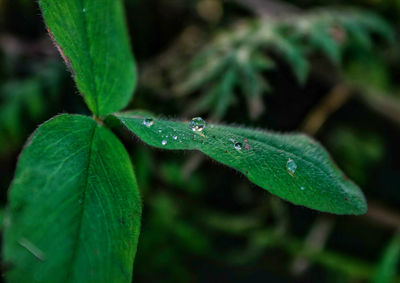 Close-up of wet plant