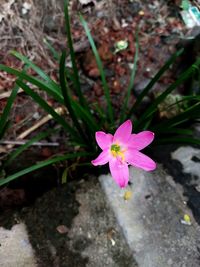 High angle view of pink crocus flower on field