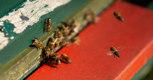 Close-up of bee on leaf