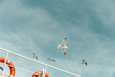 Low angle view of seagulls flying