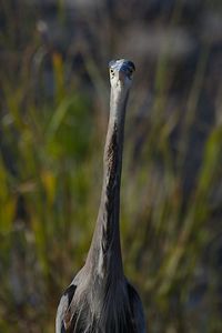 Close-up of a bird looking away