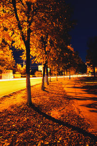 Trees in park during autumn