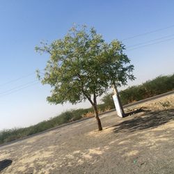 Trees on landscape against blue sky