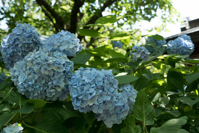 Close-up of flowers