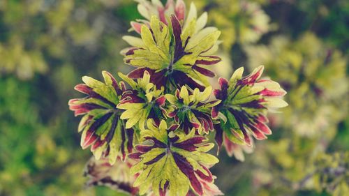 Close-up of plant