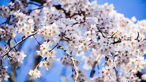 Low angle view of cherry blossoms in spring