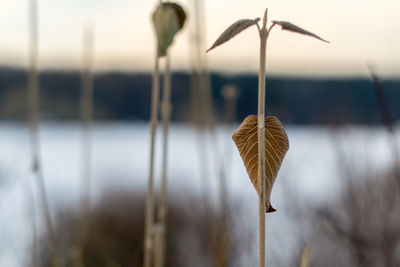 Close-up of wilted plant