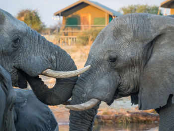 Close-up portrait of african elephants drinking water, botswana, africa