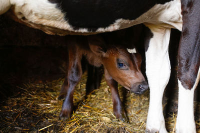 Portrait of cow with baby calf standing in barn with hay. brown chocolate baby cow calf standing 