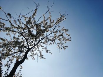 Low angle view of flower tree against clear sky