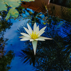 Close-up of lotus water lily in pond