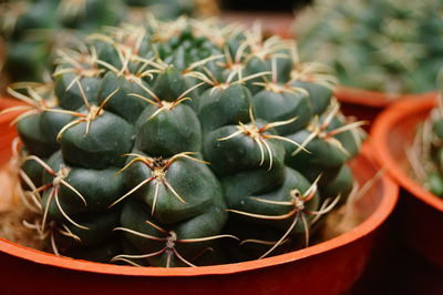 Close-up of succulent plant