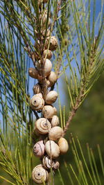 Madeira land snails clustered together on cactus plants to avoid sun heat textured nature background