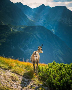 View of horse in mountains
