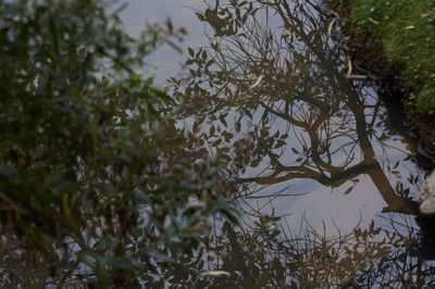 High angle view of plants by lake in forest